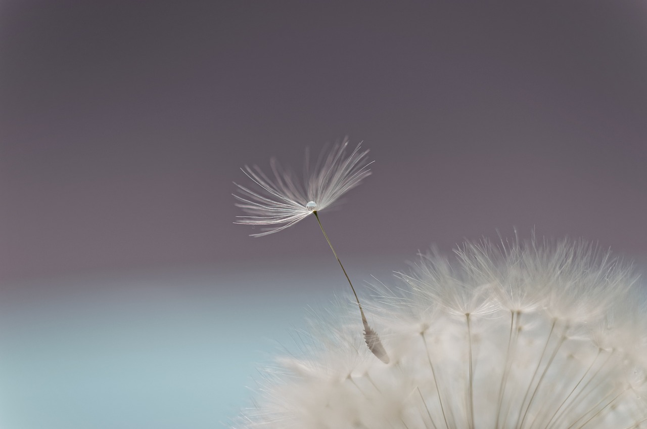 dandelion, flower, flying seed-6266231.jpg